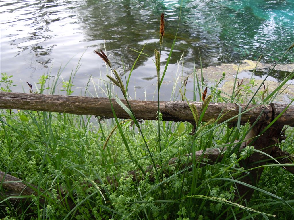 Carex pendula